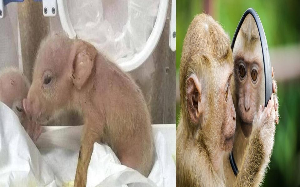 الصين تنتج أول كائن هجين بين الخنزير والقرد