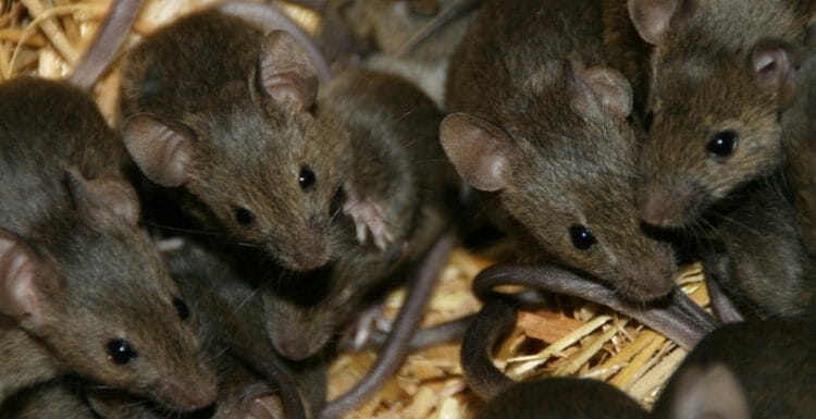 حمى الفئران فى شمال افريقيا