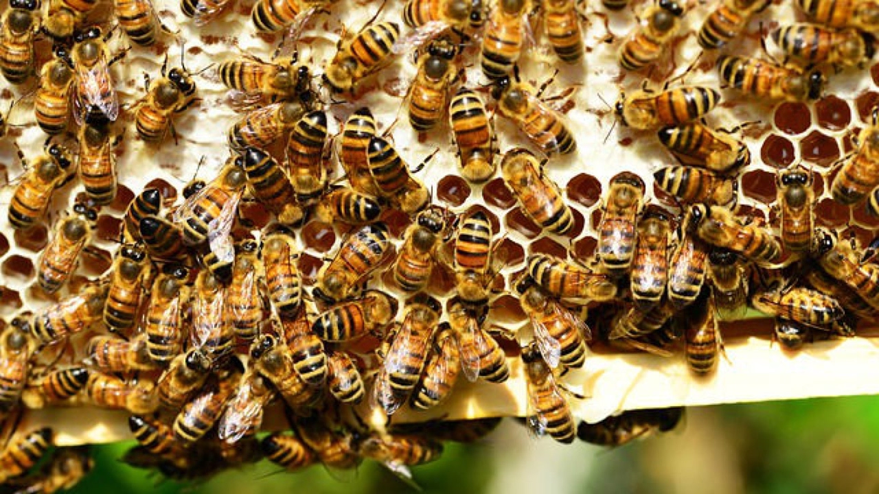 قاموس يضم حركات رقص يتم استخدامها مع النحل