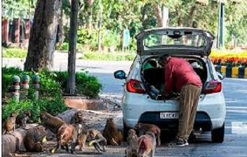 تجول مجموعة كبيرة من القرود بكل أريحية بشوارع الهند