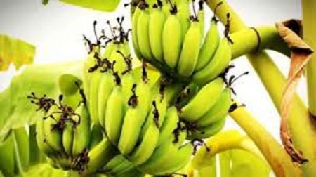 إلغاء زراعة الموز لمن لا يستخدم طرق حديثة للري