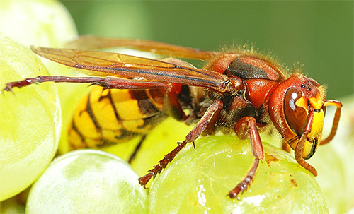 دبابير عملاقة تأكل النحل في واشنطن