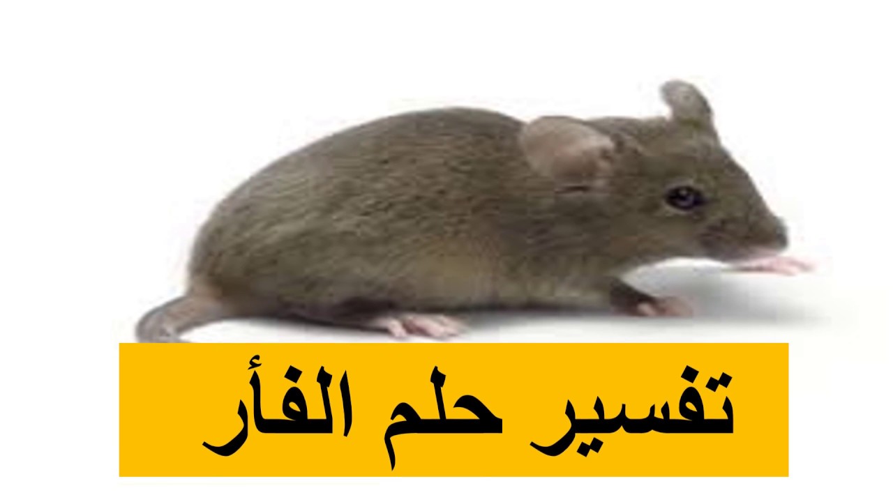 تفسير حلم الفئران في المنام