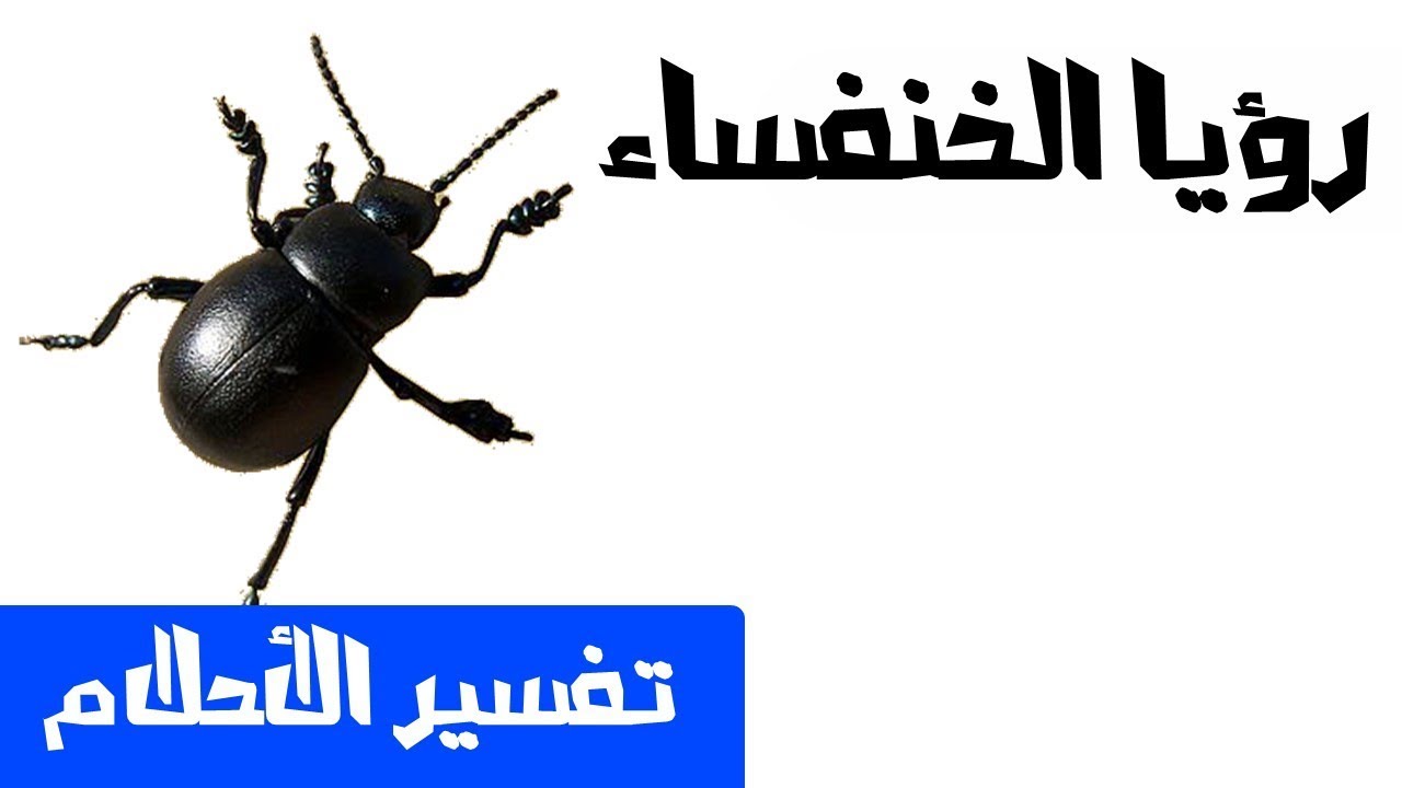 الخنفساء وتفسير رؤيتها في المنام