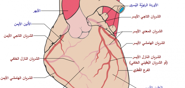 اعراض الابهر الايسر