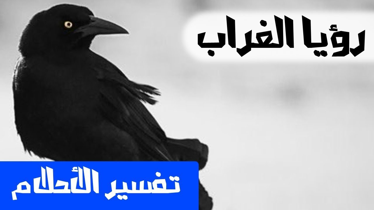 دلالات رؤية الغراب في المنام