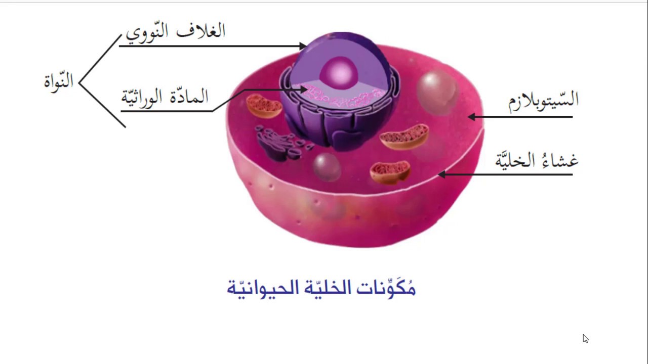 معلومات هامة عن الخلايا و أنواعها و مكوناتها