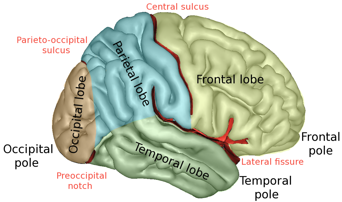 المخ وأجزاء الفصوص التي يتكونها منها