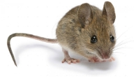 أحذر من الفئران فهي السبب الرئيسي لمرض البريمية