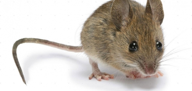 أحذر من الفئران فهي السبب الرئيسي لمرض البريمية