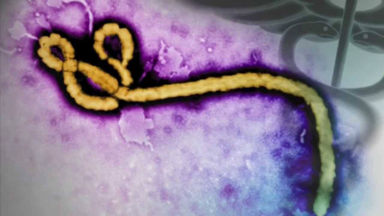 فيروس الإيبولا مرض فتاك إن لم يكتشف في مراحله الأولى