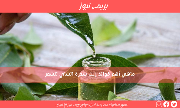 ماهي أهم فوائد زيت شجرة الشاي للشعر